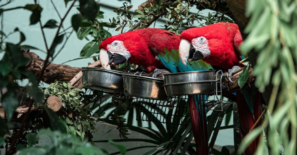 Alimentacion para loros