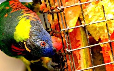 Complementos de la jaula