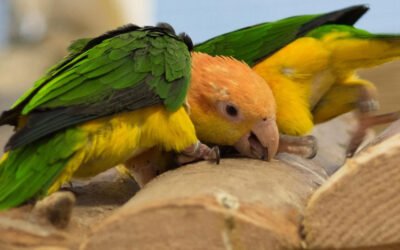 Comportamiento de los Loros