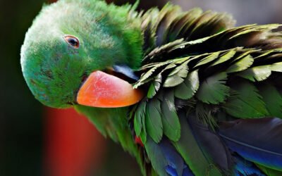 Cuidados esenciales para loros