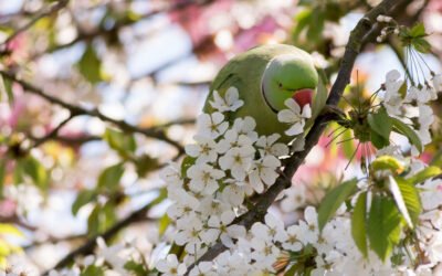 Vitaminas para tu loro