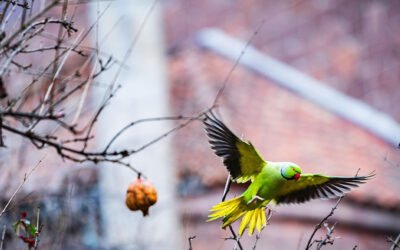 ¿Qué hacer si pierdo a mi loro?